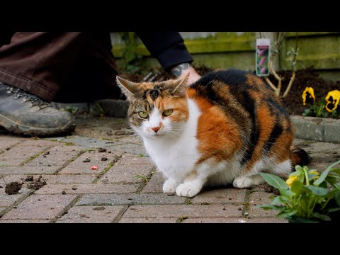 10 Garden Vegetation Secure For Pets In Raleigh, Nc Companion Animal Hospital Of Wakefield
